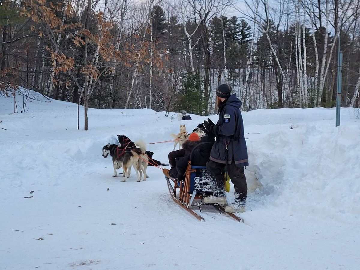 Chiens de traîneau dans la neige / Sled dogs in the snow